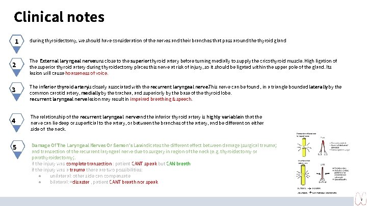Clinical notes 1 2 3 4 5 during thyroidectomy, we should have consideration of Clinical notes 1 2 3 4 5 during thyroidectomy, we should have consideration of