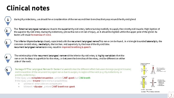 Clinical notes 1 2 3 4 5 during thyroidectomy, we should have consideration of