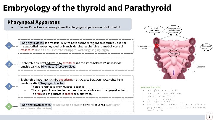 Embryology of the thyroid and Parathyroid Pharyngeal Apparatus ● The head & neck region