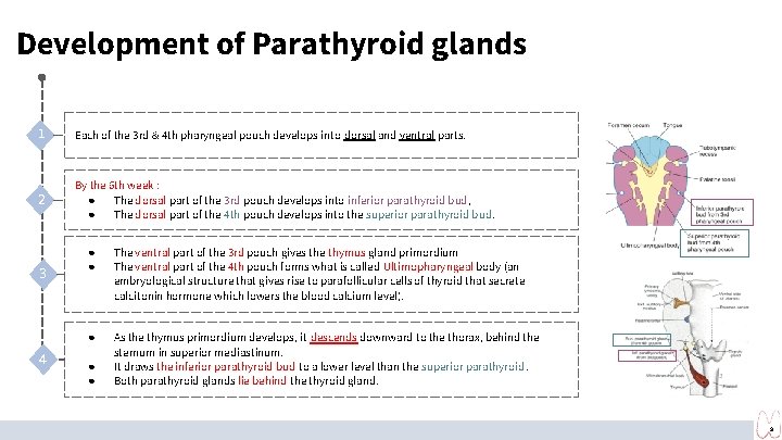 Development of Parathyroid glands 1 Each of the 3 rd & 4 th pharyngeal