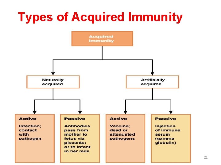 Types of Acquired Immunity 21 