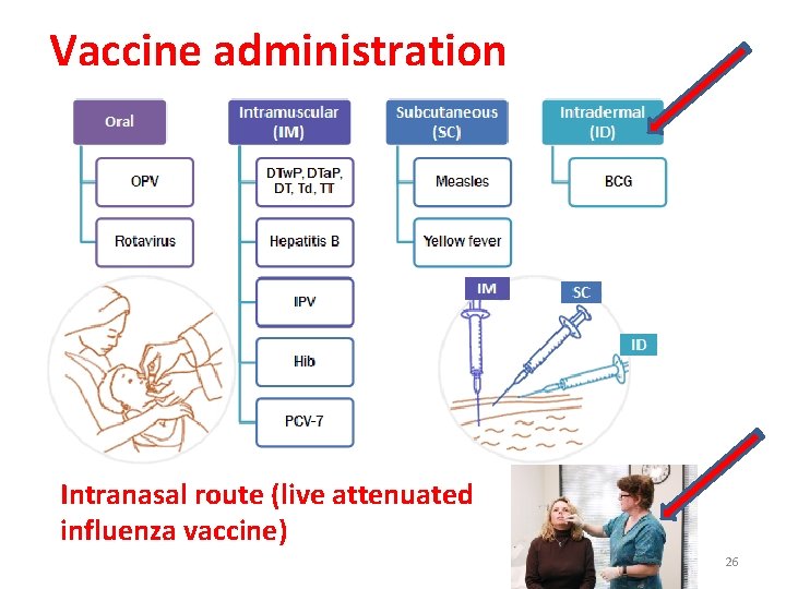 Vaccine administration Intranasal route (live attenuated influenza vaccine) 26 