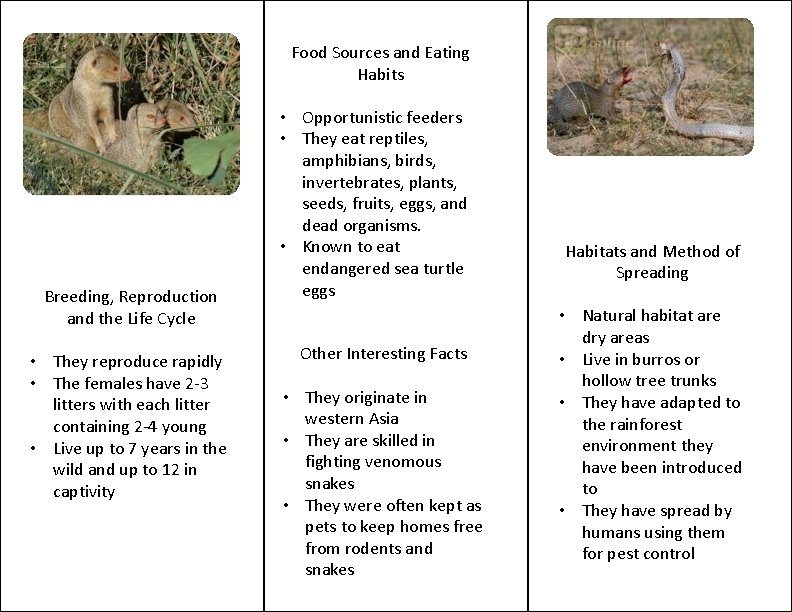 Food Sources and Eating Habits Breeding, Reproduction and the Life Cycle • They reproduce