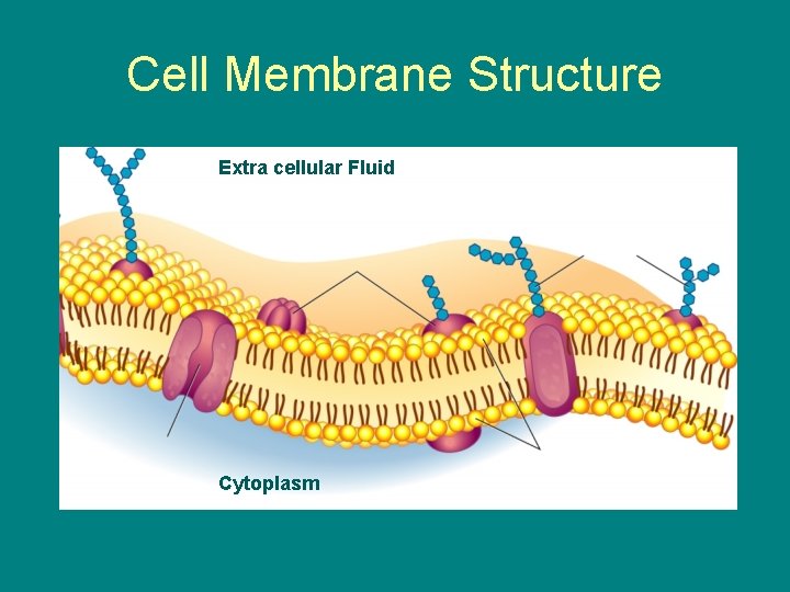 Cell Membrane Structure Extra cellular Fluid Cytoplasm 