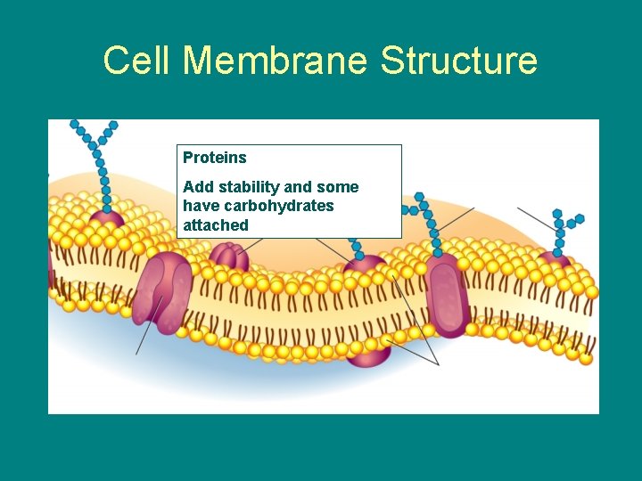 Cell Membrane Structure Proteins Add stability and some have carbohydrates attached 