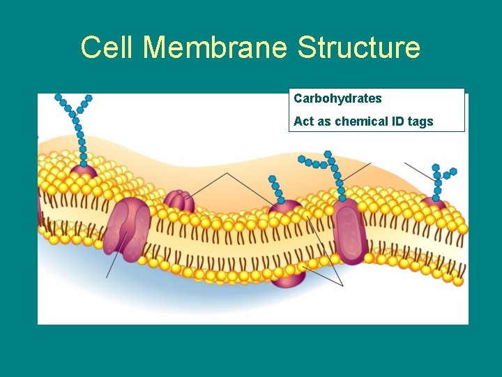 Cell Membrane Structure Carbohydrates Act as chemical ID tags 