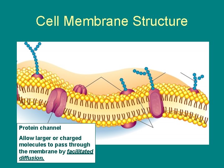 Cell Membrane Structure Protein channel Allow larger or charged molecules to pass through the