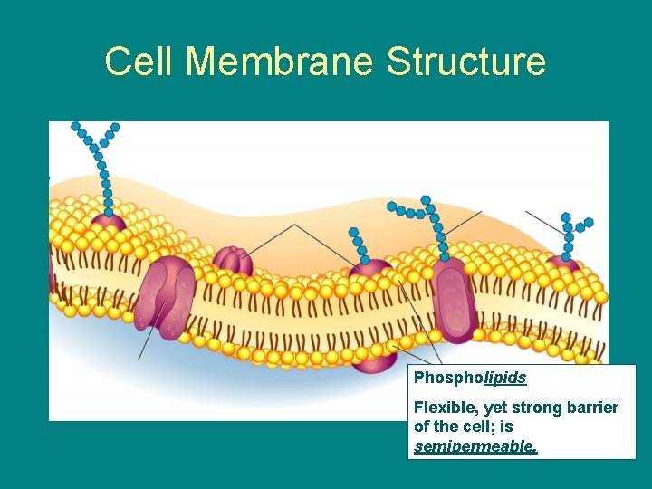 Cell Membrane Structure Phospholipids Flexible, yet strong barrier of the cell; is semipermeable. 