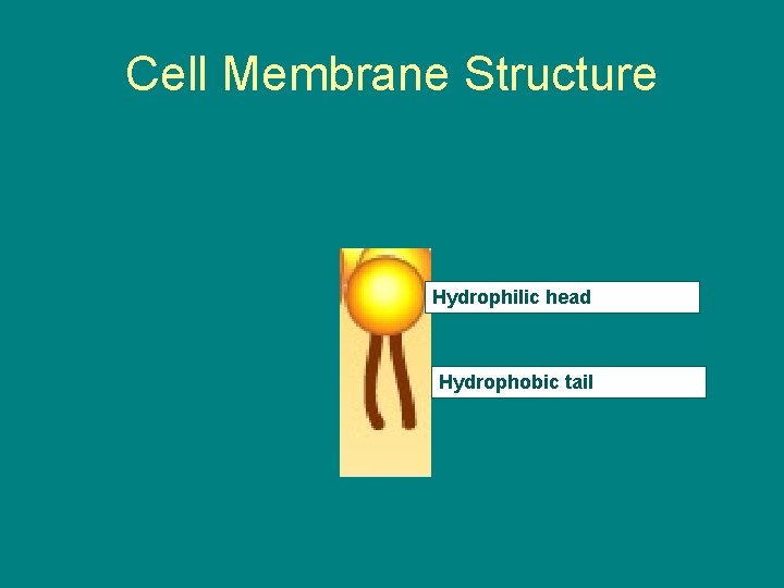Cell Membrane Structure Hydrophilic head Hydrophobic tail 
