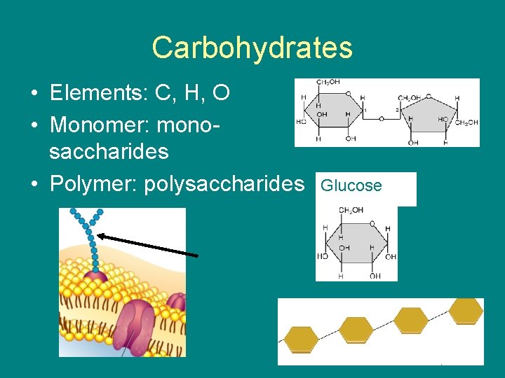 Carbohydrates • Elements: C, H, O • Monomer: monosaccharides • Polymer: polysaccharides Glucose 