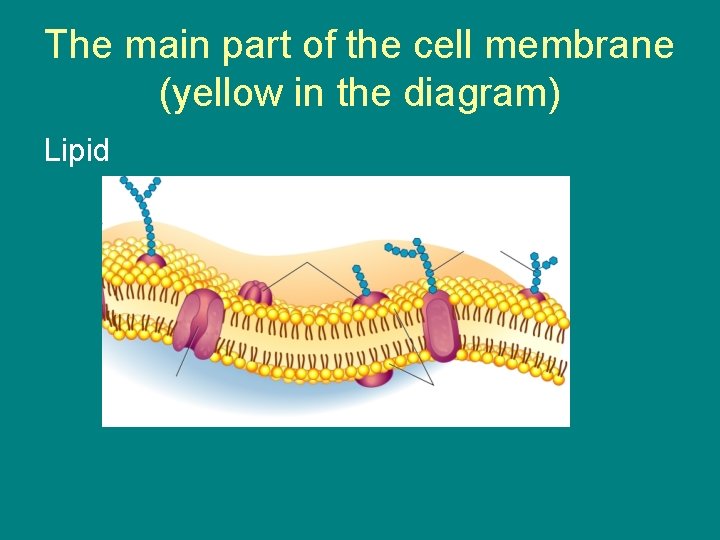 The main part of the cell membrane (yellow in the diagram) Lipid 