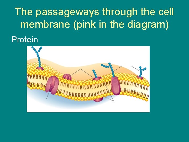The passageways through the cell membrane (pink in the diagram) Protein 