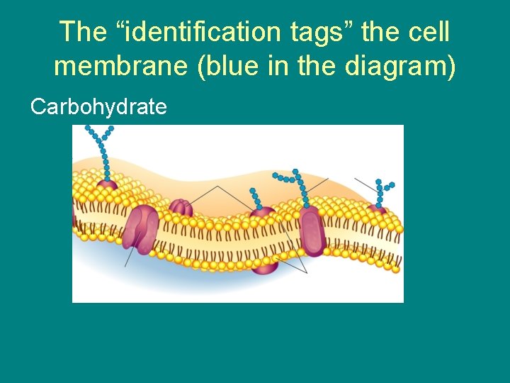 The “identification tags” the cell membrane (blue in the diagram) Carbohydrate 