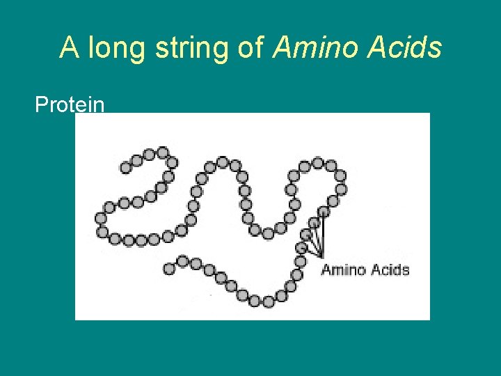 A long string of Amino Acids Protein 