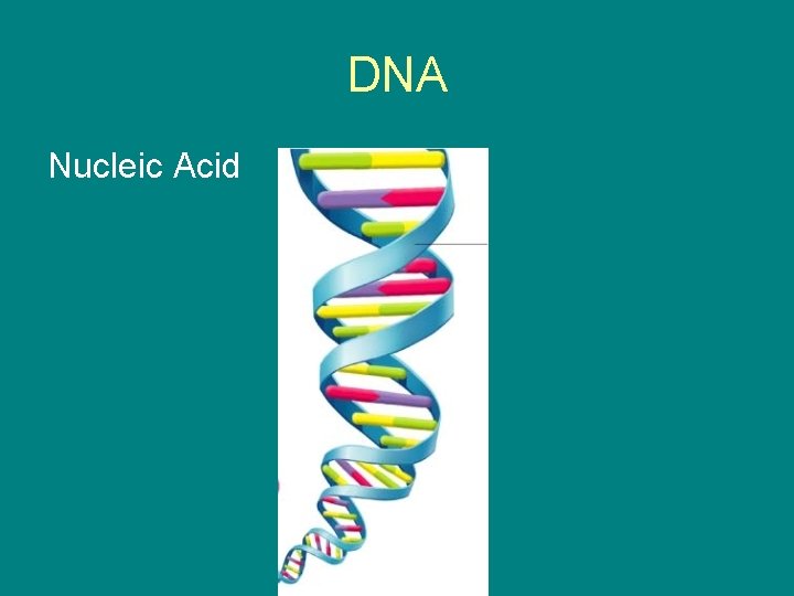 DNA Nucleic Acid 