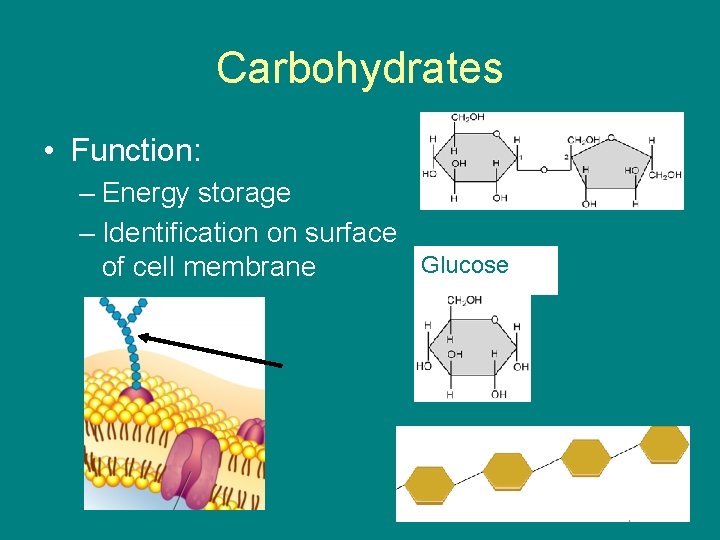 Carbohydrates • Function: – Energy storage – Identification on surface Glucose of cell membrane