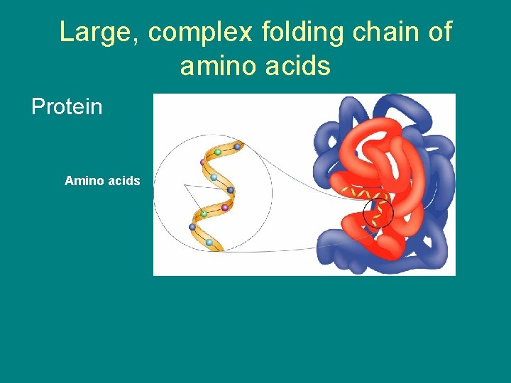 Large, complex folding chain of amino acids Protein Amino acids 