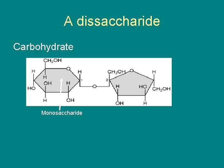 A dissaccharide Carbohydrate Monosaccharide 