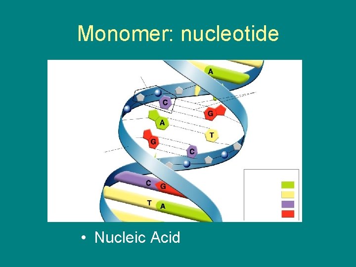 Monomer: nucleotide Nucleotide Key Adenine (A) Thymine (T) Cytosine (C) Guanine (G) • Nucleic