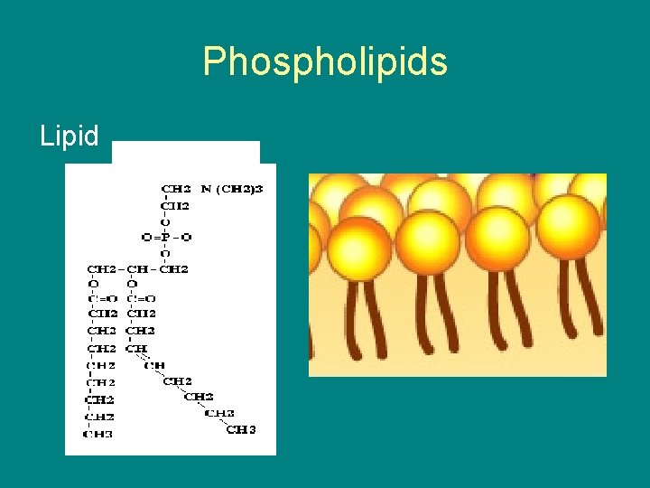 Phospholipids Lipid 