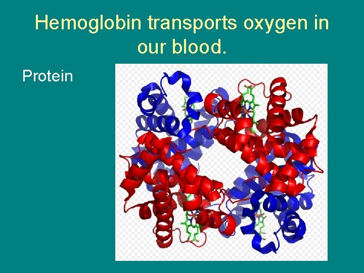 Hemoglobin transports oxygen in our blood. Protein 