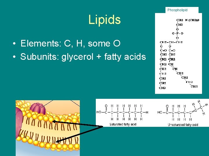 Phospholipid Lipids • Elements: C, H, some O • Subunits: glycerol + fatty acids