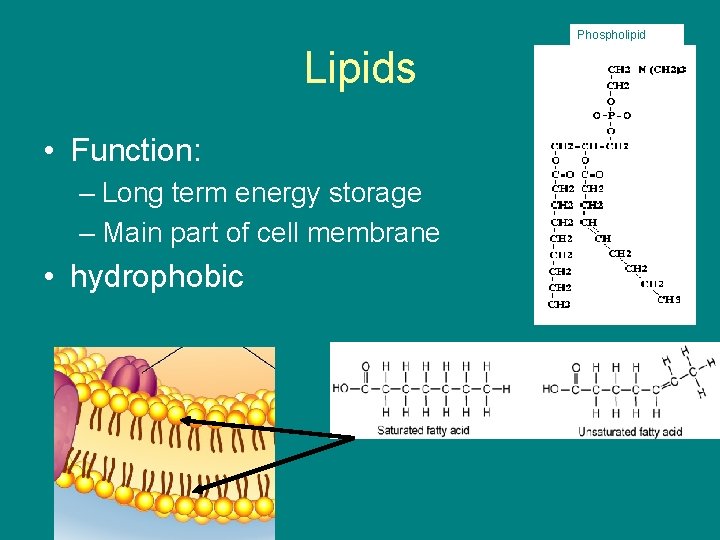 Phospholipid Lipids • Function: – Long term energy storage – Main part of cell