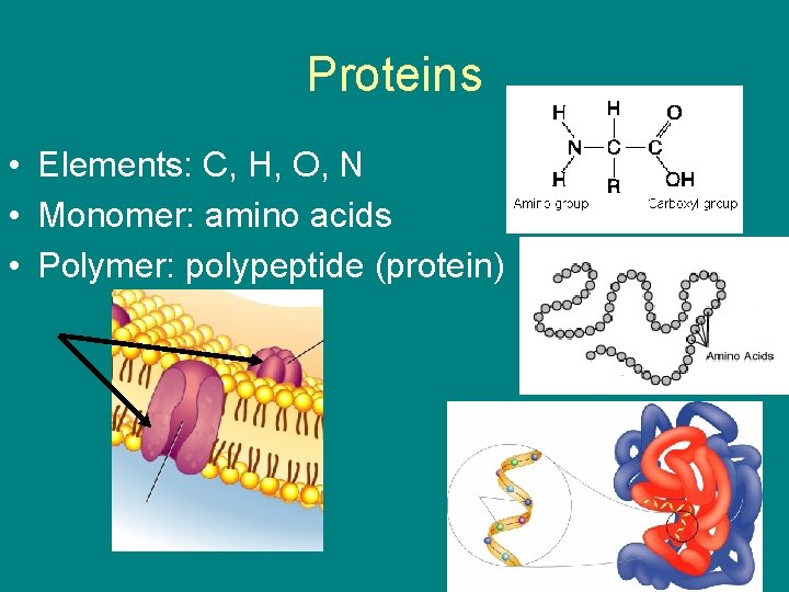 Proteins • Elements: C, H, O, N • Monomer: amino acids • Polymer: polypeptide