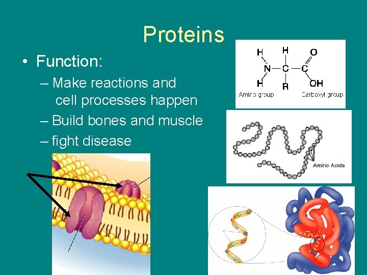 Proteins • Function: – Make reactions and cell processes happen – Build bones and