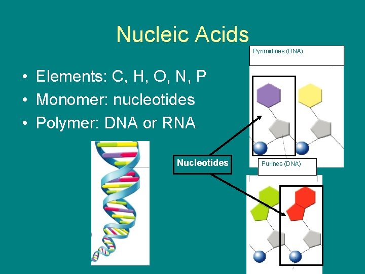 Nucleic Acids Pyrimidines (DNA) • Elements: C, H, O, N, P • Monomer: nucleotides
