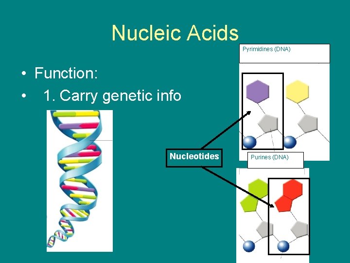 Nucleic Acids Pyrimidines (DNA) • Function: • 1. Carry genetic info Nucleotides Purines (DNA)