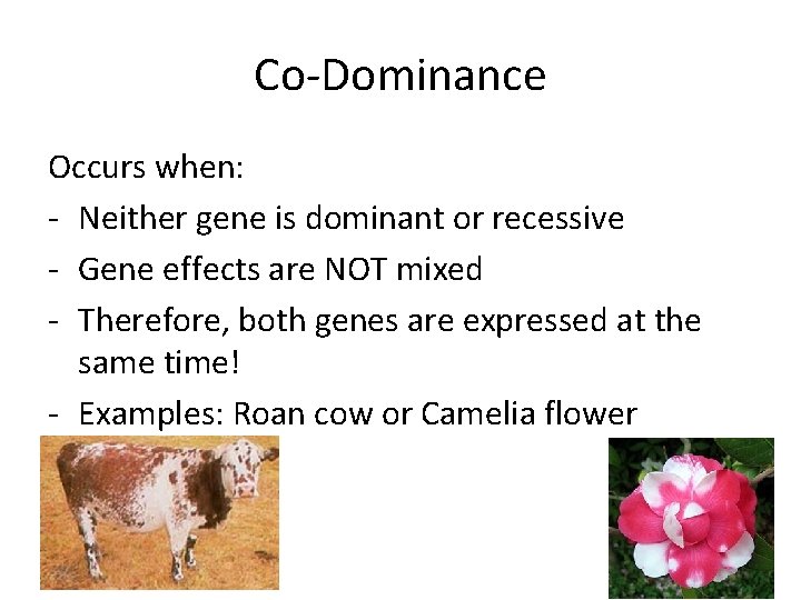 Co-Dominance Occurs when: - Neither gene is dominant or recessive - Gene effects are