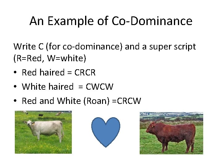 An Example of Co-Dominance Write C (for co-dominance) and a super script (R=Red, W=white)