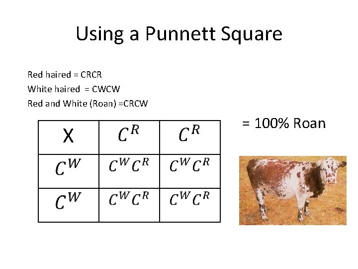 Using a Punnett Square Red haired = CRCR White haired = CWCW Red and