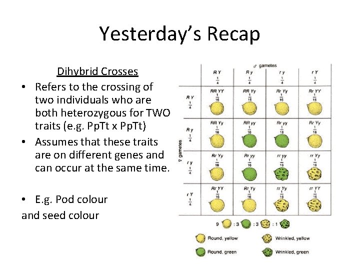 Yesterday’s Recap Dihybrid Crosses • Refers to the crossing of two individuals who are