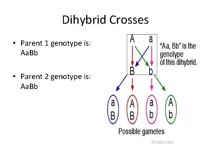 Dihybrid Crosses • Parent 1 genotype is: Aa. Bb • Parent 2 genotype is: