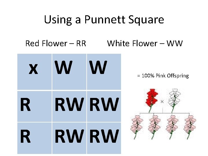 Using a Punnett Square Red Flower – RR White Flower – WW x W