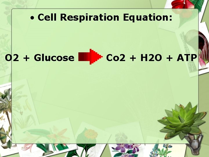  • Cell Respiration Equation: O 2 + Glucose Co 2 + H 2