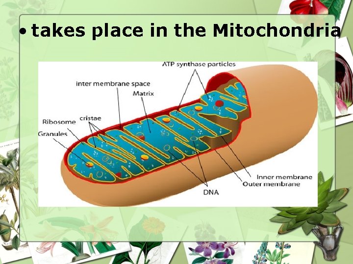  • takes place in the Mitochondria 