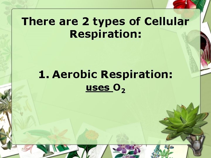 There are 2 types of Cellular Respiration: 1. Aerobic Respiration: uses O 2 
