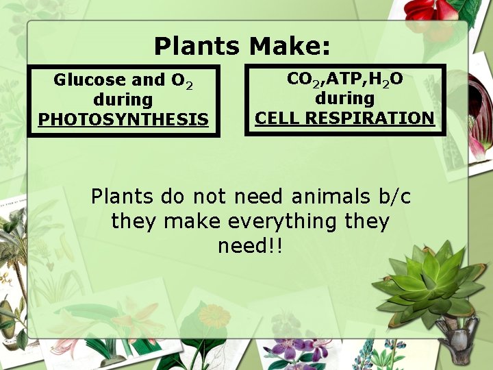 Plants Make: Glucose and O 2 during PHOTOSYNTHESIS CO 2, ATP, H 2 O