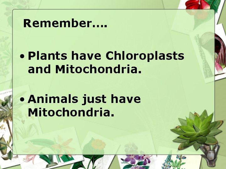Remember…. • Plants have Chloroplasts and Mitochondria. • Animals just have Mitochondria. 