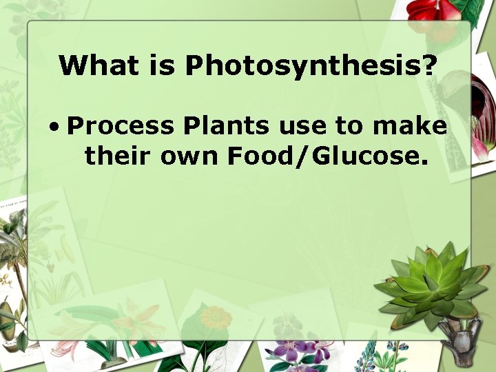 What is Photosynthesis? • Process Plants use to make their own Food/Glucose. 