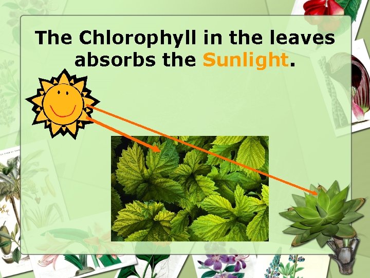 The Chlorophyll in the leaves absorbs the Sunlight. 