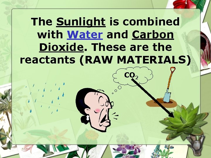 The Sunlight is combined with Water and Carbon Dioxide. These are the reactants (RAW