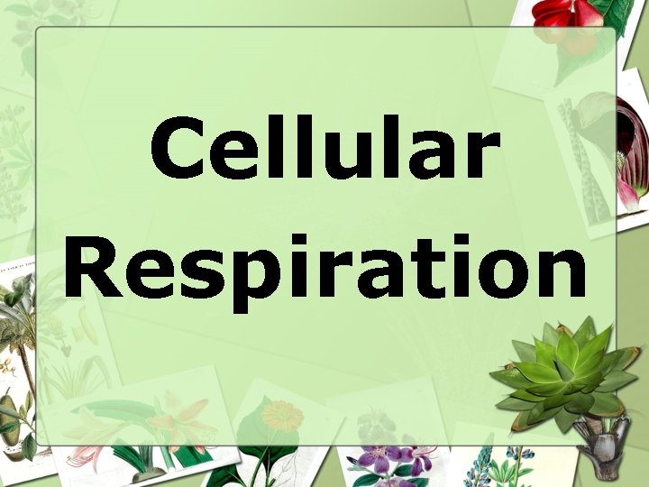 Cellular Respiration 