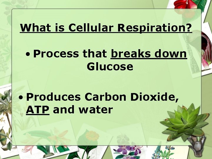 What is Cellular Respiration? • Process that breaks down Glucose • Produces Carbon Dioxide,