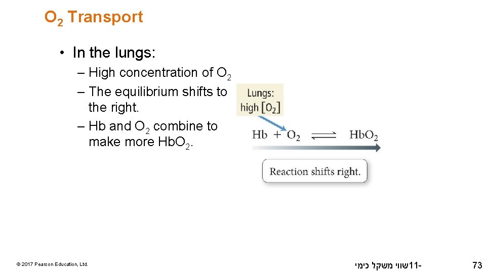 O 2 Transport • In the lungs: – High concentration of O 2 –