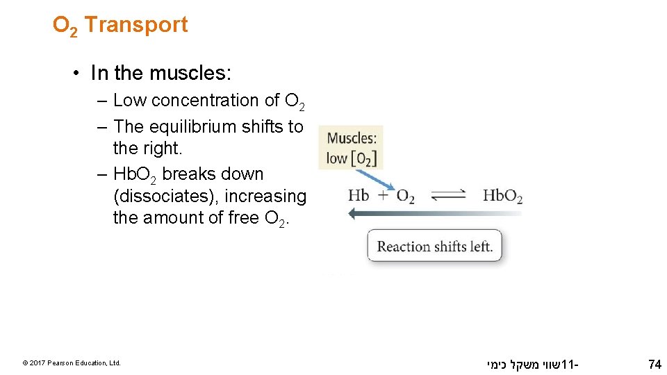 O 2 Transport • In the muscles: – Low concentration of O 2 –