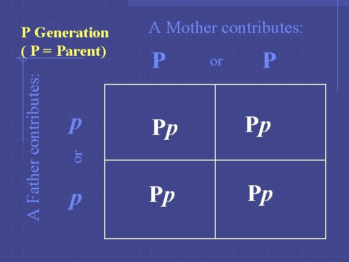 p A Mother contributes: P or P Pp Pp or A Father contributes: P